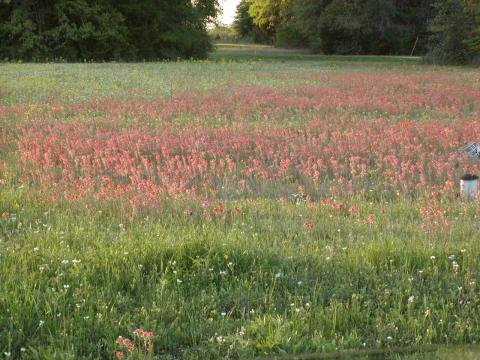 Wildflowers