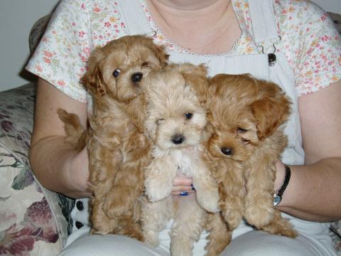 Halie's Puppies