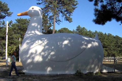 THE BIG DUCK!