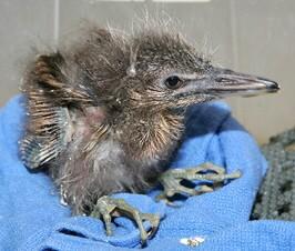 baby black crowned night heron copy