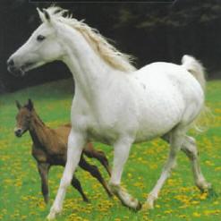 arabian horses