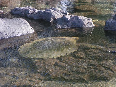 Turtle in Tide Pool