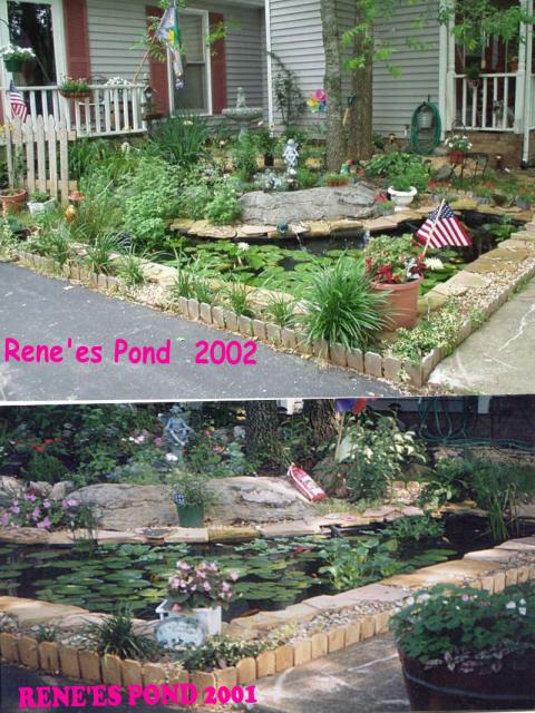 Pond Comparison