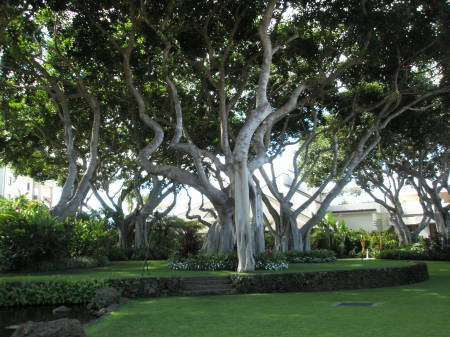 Maui at our the Marriott Resort