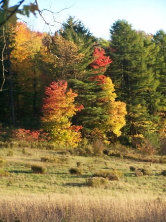 fall leaves 2007