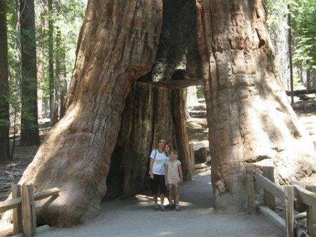 my wife and kids under a giant sequioa tree