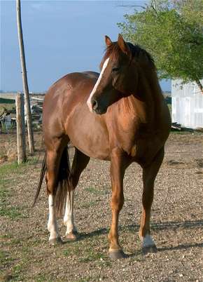 Olena Supreme, 2001 AQHA Sorrel Stallion