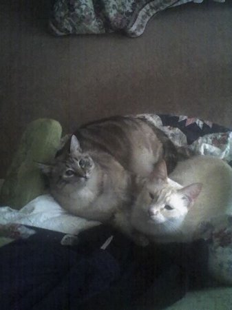 my cats.....meow