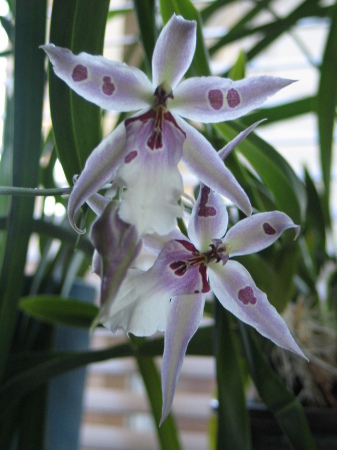 Winter = blooming orchids