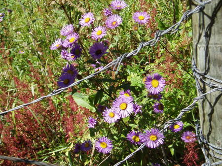 Flowers in the Sacramento Mountains, NM