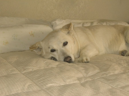 Sadie loves being on our bed