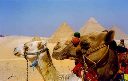 Smiling camels in Giza, Egypt.