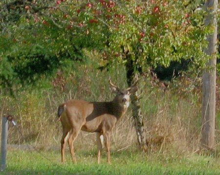 Buck eating apples from our field