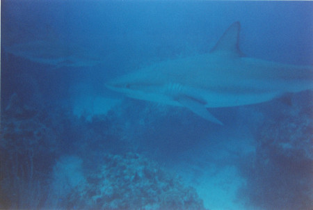 bahama sharks