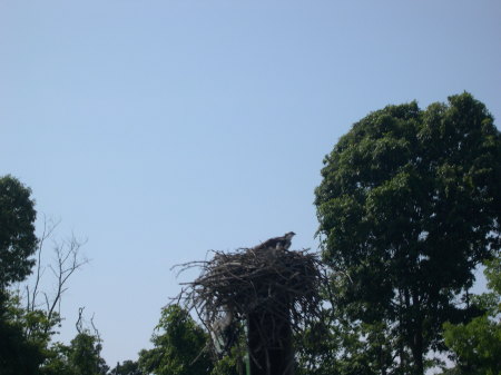 Osprey on the James