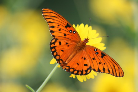 Butterfly on a flower