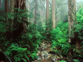 A WALK IN THE FOREST