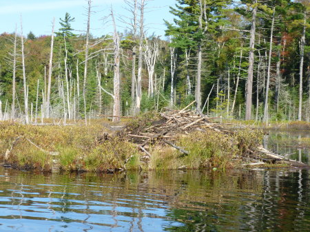 Canoeing across beaver pond day 2