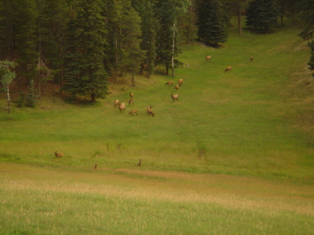 Elk near Evergreen Colorado