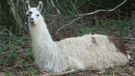 Llama Ranch