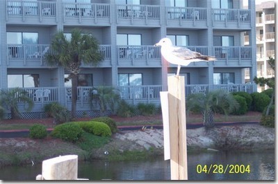 My home down south Myrtle Beach