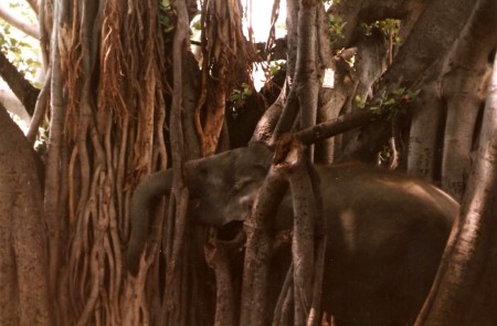 camouflaged elephant  