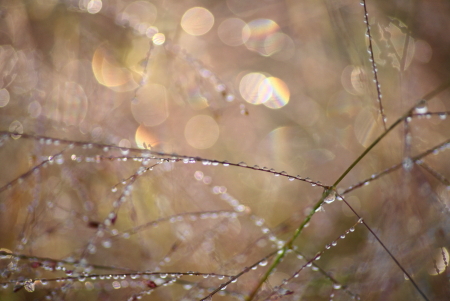 Dew on grass