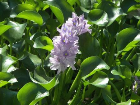 Our Pond 2008, Blooming Hyacinths