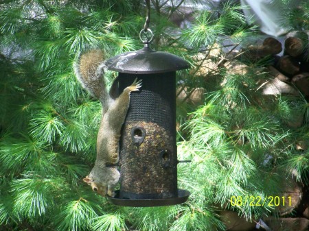 This squirrel really wanted this bird food
