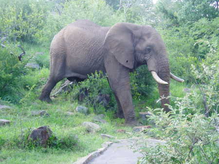 Elephant - South Africa xmas 07