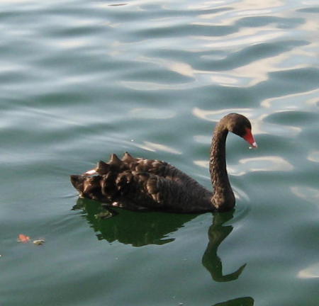 Black swan