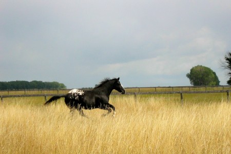 Running Free