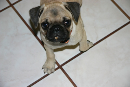 Mugsy the Pug