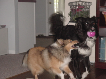 My Collies