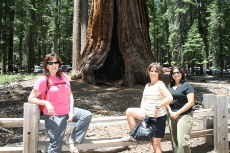 Yosemite June 2008