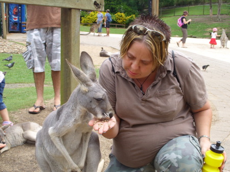 Kanagaroo at the Wildlife park in Australia