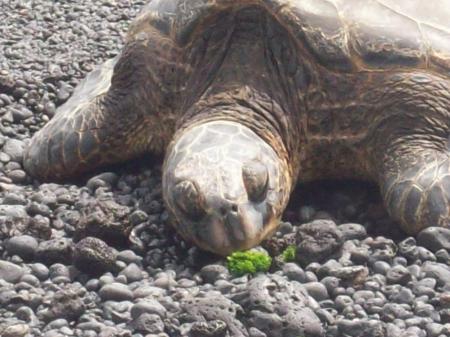 Hawkbilled Sea Turtle