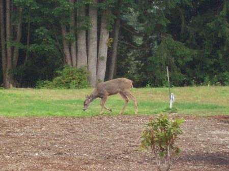 Deer in the back yard