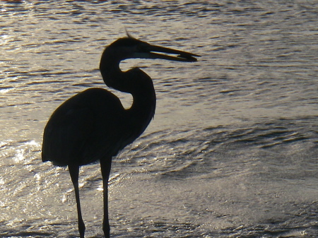 Great Blue Heron