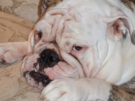 my enghlish Bulldog "Dub"