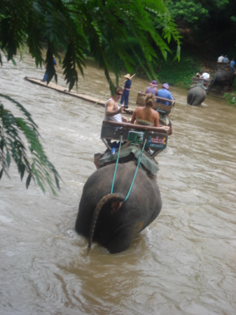 elephant trekking, Chang Mai