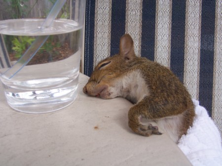 drunk squirrel