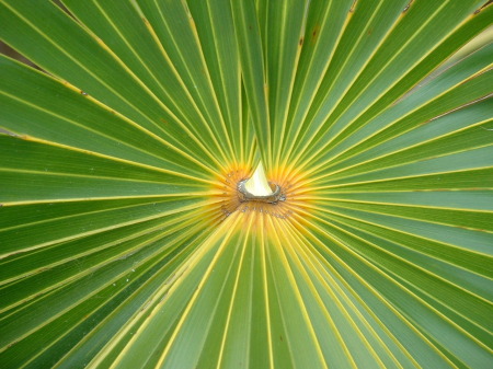 Tropical Palm