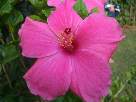 The beautiful flowers of Kauai!