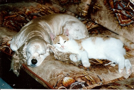 Pamela (Liest)  Roddy's album, Buffy - Our Cocker Spaniel that lived 18 years