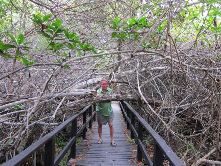 2010 0923 Isabela Is. Mangrove Walkway