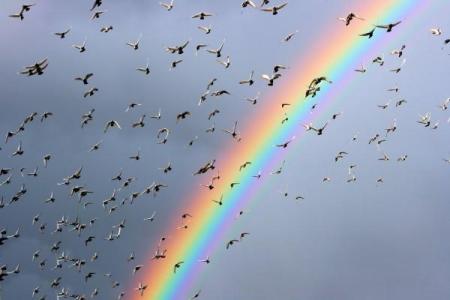 Rainbow and Pigeons