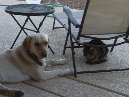 dog and cat 003