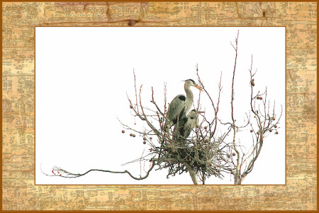 Herons in the nest