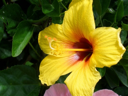 Hibiscus flower on Waikiki beach